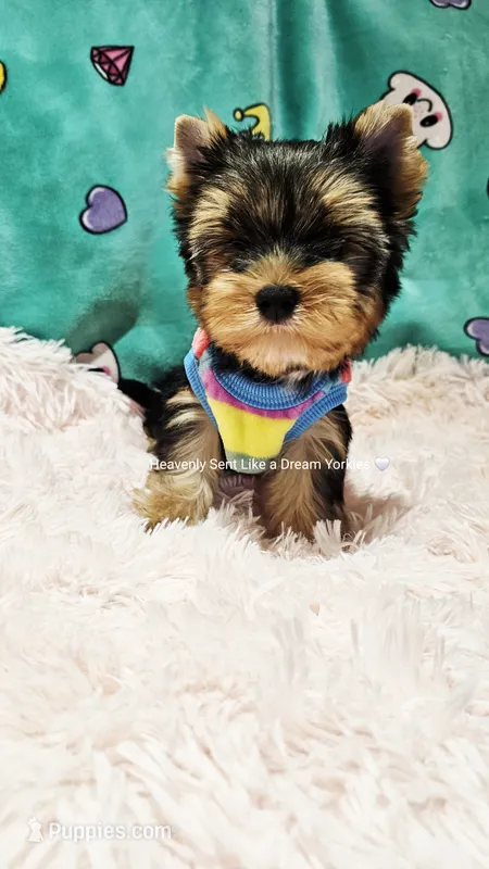 💚Jeremy💚 – Yorkshire Terrier puppy for sale in Riverside, CA