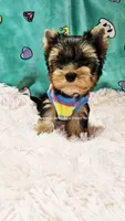💚Jeremy💚, a male Yorkshire Terrier for sale in Riverside, CA – 1 of 4