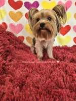 💙 SEBASTIAN💙, a male Yorkshire Terrier for sale in Riverside, CA – 5 of 6
