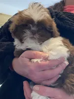 Male, a male Shih Tzu for sale in Henagar, AL – Photo 2 of 3
