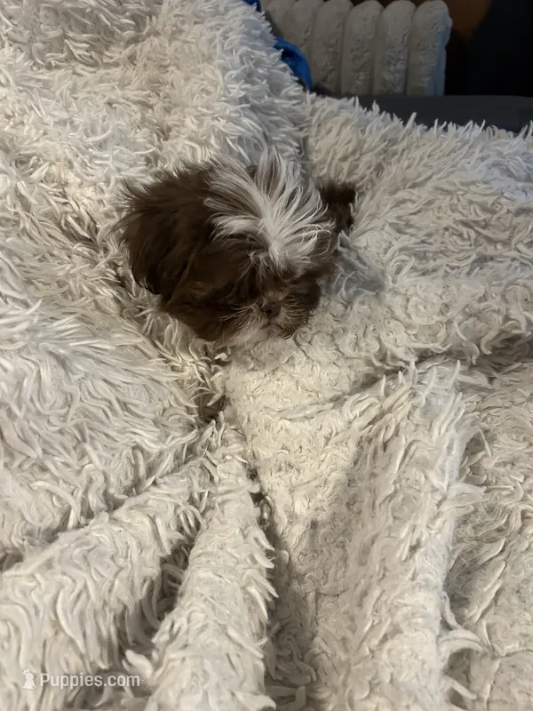 Male – Shih Tzu puppy for sale in Henagar, AL