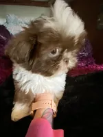 Male, a male Shih Tzu for sale in Henagar, AL – Photo 1 of 3