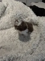 Male, a male Shih Tzu for sale in Henagar, AL – 2 of 4