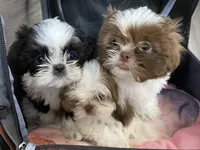 Male, a male Shih Tzu for sale in Henagar, AL – Photo 3 of 3
