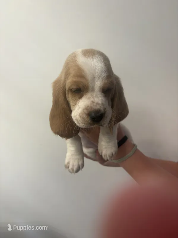 Lucy – Basset Hound puppy for sale in Henagar, AL
