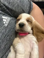 Lucy, a female Basset Hound for sale in Henagar, AL – 4 of 4