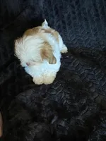 Tiny, a male Shih Tzu for sale in Henagar, AL – Photo 3 of 5