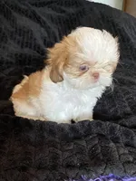 Tiny, a male Shih Tzu for sale in Henagar, AL – Photo 4 of 5