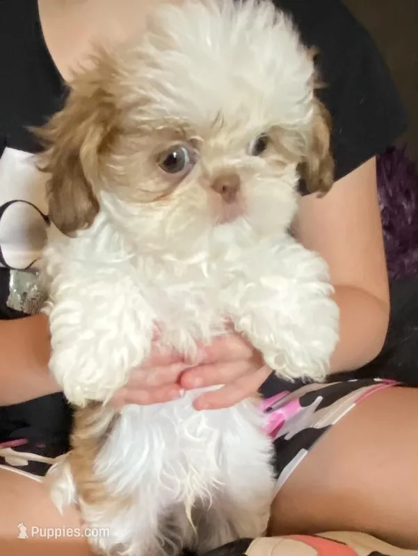 Tiny, a male Shih Tzu for sale in Henagar, AL – Photo 1 of 5