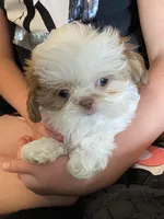 Tiny, a male Shih Tzu for sale in Henagar, AL – Photo 2 of 5