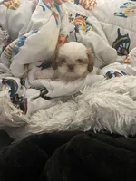 Tiny, a male Shih Tzu for sale in Henagar, AL – Photo 5 of 5
