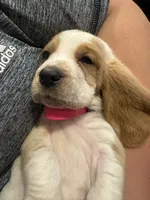 Lucy, a female Basset Hound for sale in Henagar, AL – 2 of 4
