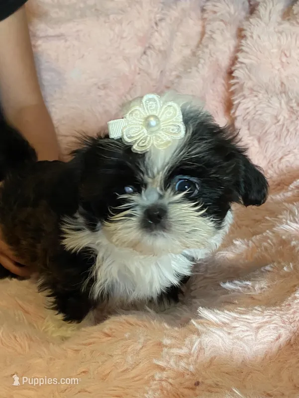 Female , a female Shih Tzu for sale in Henagar, AL – Photo 1 of 4