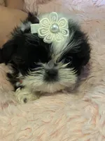 Female , a female Shih Tzu for sale in Henagar, AL – Photo 2 of 4