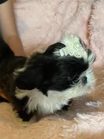 Female , a female Shih Tzu for sale in Henagar, AL – Photo 3 of 4
