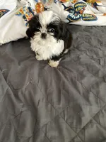 Female , a female Shih Tzu for sale in Henagar, AL – Photo 4 of 4