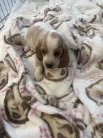 Lucy, a female Basset Hound for sale in Henagar, AL – 3 of 4