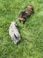 processed/a4602e70-433b-455b-b3b2-70c6190c0aa8/facility/15c966cf-3883-4f23-957f-b4ae103db9ef