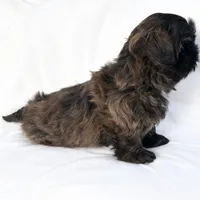 AKC Duke, a male Shih Tzu for sale in Schererville, IN – Photo 4 of 7