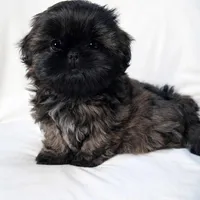 AKC Duke, a male Shih Tzu for sale in Schererville, IN – Photo 2 of 7