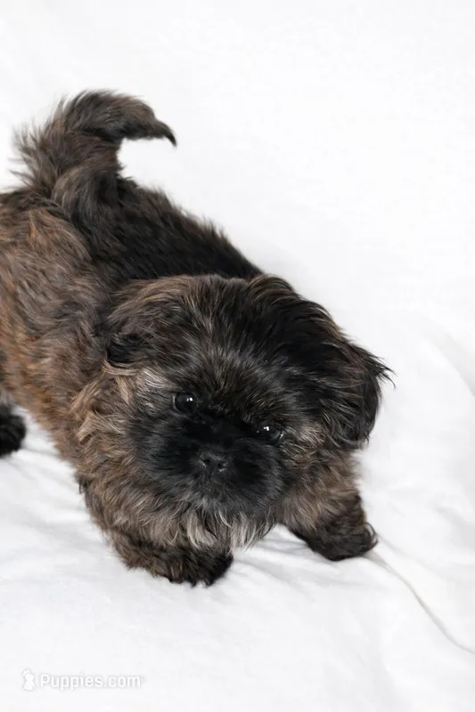 AKC Duke, a male Shih Tzu for sale in Schererville, IN – Photo 1 of 7