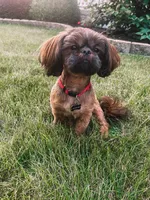 AKC Duke, a male Shih Tzu for sale in Schererville, IN – Photo 5 of 7