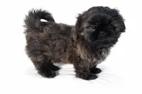 AKC Duke, a male Shih Tzu for sale in Schererville, IN – Photo 3 of 7