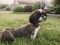 AKC Duke, a male Shih Tzu for sale in Schererville, IN – Photo 7 of 7