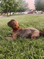 AKC Duke, a male Shih Tzu for sale in Schererville, IN – Photo 6 of 7