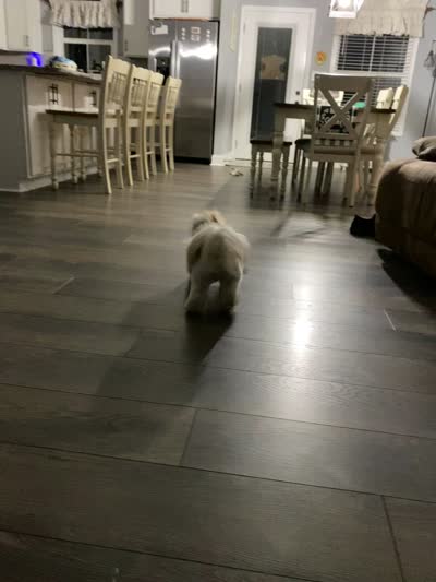 Darla, a female Pekingese and Shih Tzu for sale in Clayton, NC – 7 of 7