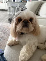 Darla, a female Pekingese and Shih Tzu for sale in Clayton, NC – 1 of 7