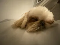 Darla, a female Pekingese and Shih Tzu for sale in Clayton, NC – 3 of 7