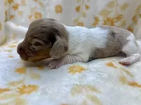 Firefly, a male Miniature Dachshund for sale in Tecumseh, OK – 6 of 6