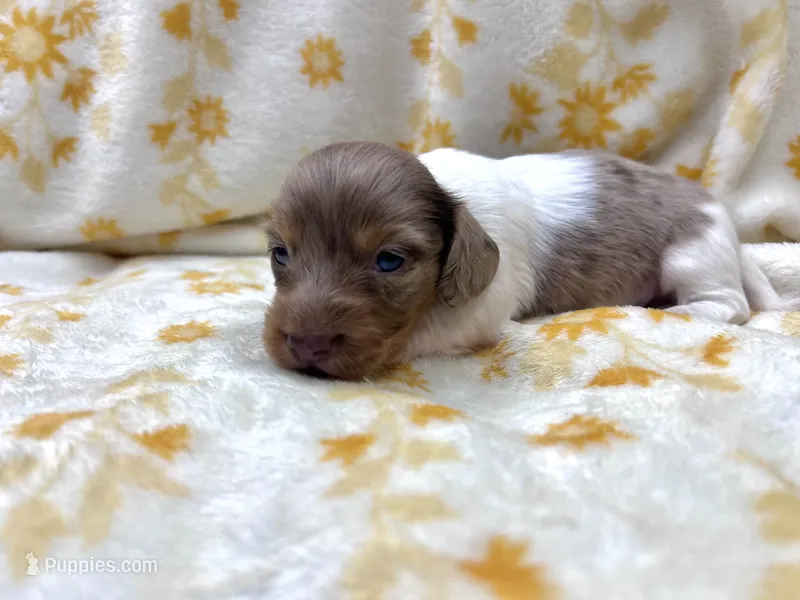 Firefly – Miniature Dachshund puppy for sale in Tecumseh, OK