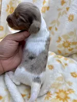 Firefly, a male Miniature Dachshund for sale in Tecumseh, OK – 4 of 6