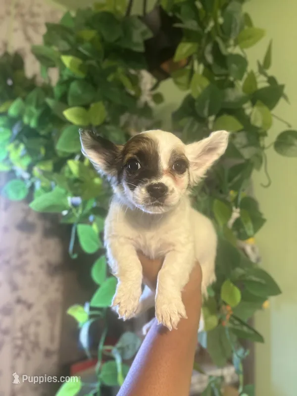 Marley – Jack Russell Terrier, Chihuahua puppy for sale in Los Angeles, CA