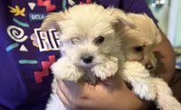 Max, a male Maltipoo for sale in Los Angeles, CA – 4 of 6