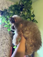 Storm, a male Pomsky for sale in Los Angeles, CA – 5 of 6
