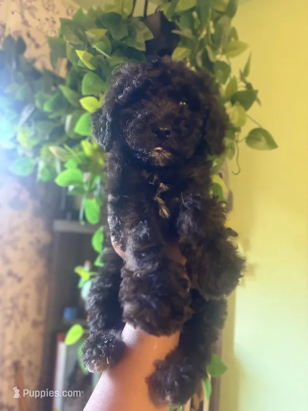Panther  – Miniature Goldendoodle puppy for sale in Los Angeles, CA