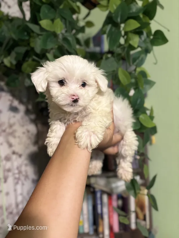 Theo – Maltipoo puppy for sale in Los Angeles, CA