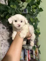 Theo, a male Maltipoo for sale in Los Angeles, CA – 1 of 2