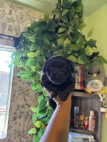 Molly, a female Yorkipoo for sale in Los Angeles, CA – 5 of 5