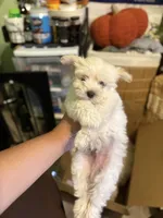 Max, a male Maltipoo for sale in Los Angeles, CA – 2 of 6