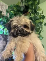 Mixie, a female Yorkipoo for sale in Los Angeles, CA – 5 of 5
