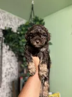 Luna, a female Maltipoo for sale in Los Angeles, CA – 1 of 3