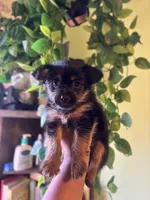 Chex , a male Maltese and Yorkshire Terrier for sale in Los Angeles, CA – Photo 1 of 4