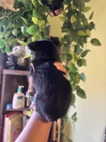 Chex , a male Maltese and Yorkshire Terrier for sale in Los Angeles, CA – Photo 2 of 4