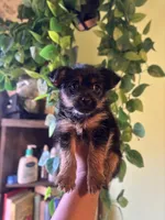 Chex , a male Maltese and Yorkshire Terrier for sale in Los Angeles, CA – Photo 3 of 4