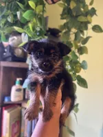 Chex , a male Maltese and Yorkshire Terrier for sale in Los Angeles, CA – Photo 4 of 4