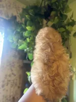 Kai, a male Maltipoo for sale in Los Angeles, CA – 2 of 6